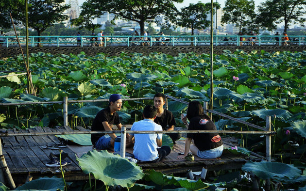 Thu nhập 'khủng' nhờ trồng sen Hồ Tây