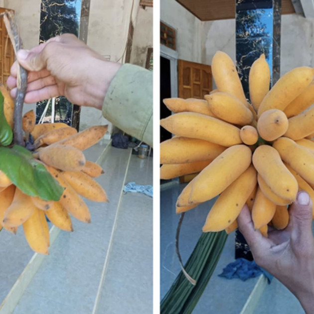 Thứ quả chỉ to hơn ngón tay, có tên lạ đời khiến nhiều người ngạc nhiênicon
