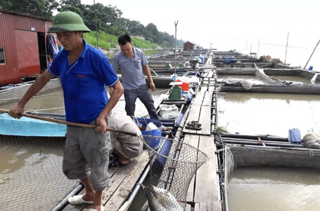 Thuần dưỡng loài cá quý hiếm trên sông Đà, muốn ăn ngon phải chờ vài năm