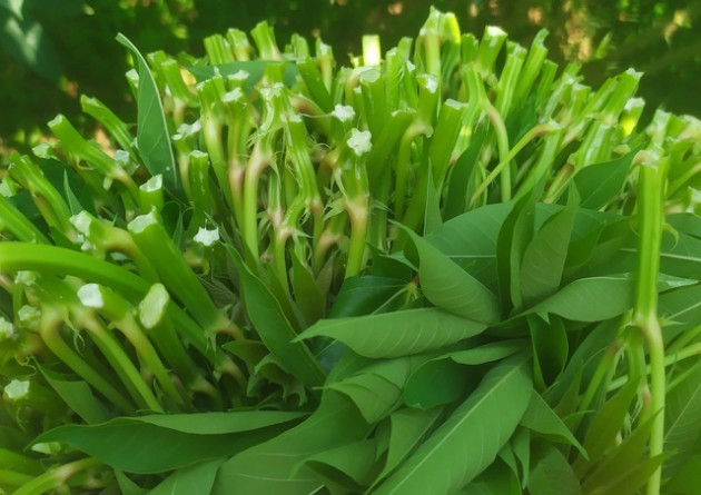 'Thượng đế' săn lùng món dưa nhà nghèo ở Phú Thọ