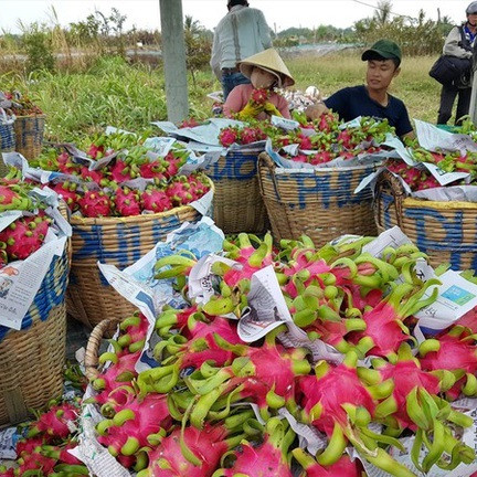 Thương lái Trung Quốc ép giá, người trồng thanh long lao đaoicon