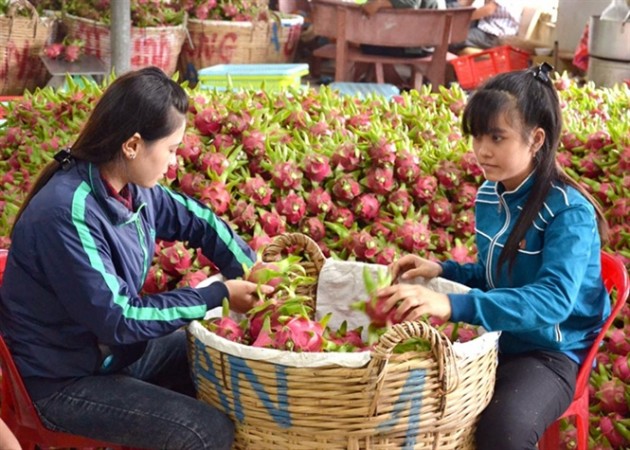 thương lái trung quốc,nông sản việt,xuất khẩu nông sản,nông sản tăng giá,thị trường trung quốc