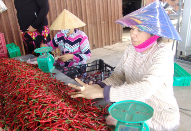 Tiền Giang: Giá ớt lập đỉnh 110.000 đồng/ký, thương lái hé lộ nguyên nhân, chính quyền 1 xã ra 'nghị quyết' bất ngờ