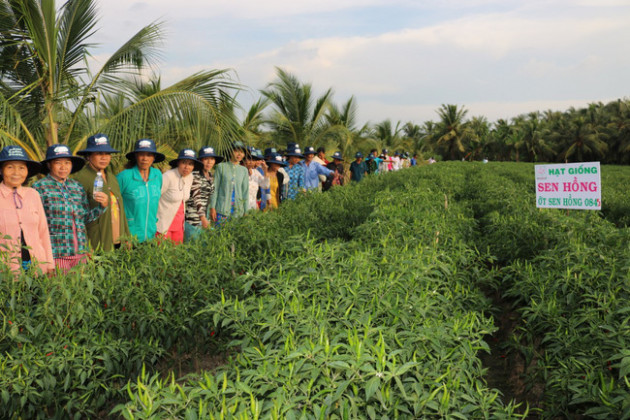 Tiền Giang: Giá ớt lập đỉnh 110.000 đồng/ký, thương lái hé lộ nguyên nhân, chính quyền 1 xã ra 'nghị quyết' bất ngờ