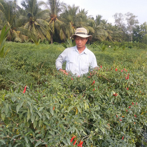 Tiền Giang: Giá ớt lập đỉnh 110.000 đồng/ký, thương lái hé lộ nguyên nhân, chính quyền 1 xã ra 'nghị quyết' bất ngờ