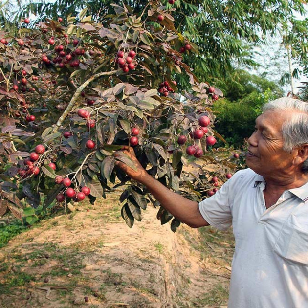 Tiết lộ bất ngờ nguồn gốc giống nhãn tím độc lạ nhất miền Tâyicon