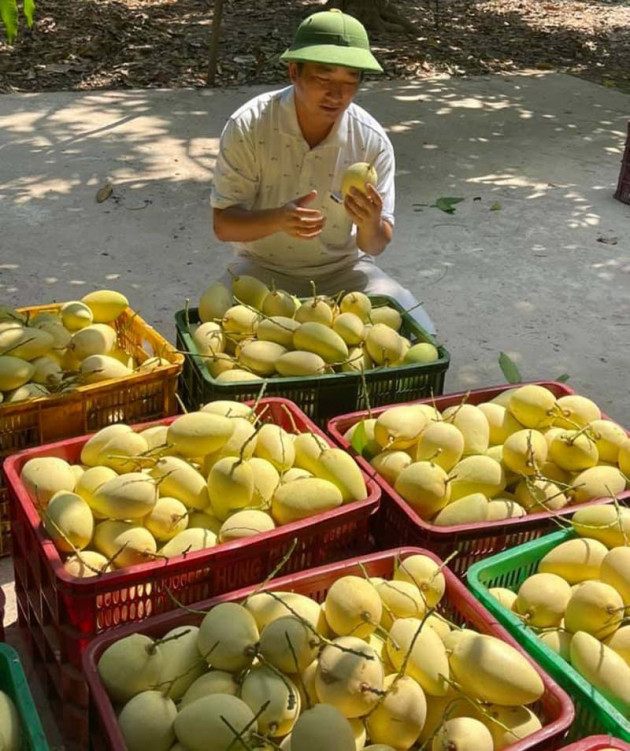 Tin buồn đầu mùa: Xoài Việt dội chợ, giá rẻ hơn rau