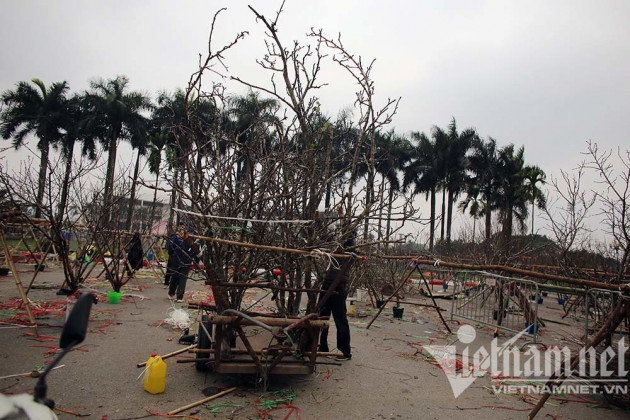 'Toang' chiều 30 Tết: Quất xả hàng đồng giá, đào giá nào cũng bán