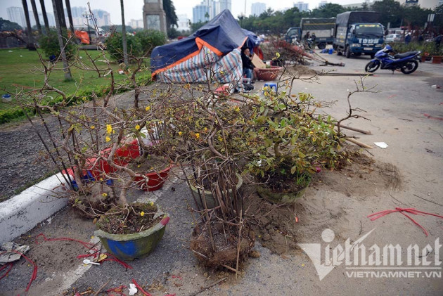 'Toang' chiều 30 Tết: Quất xả hàng đồng giá, đào giá nào cũng bán