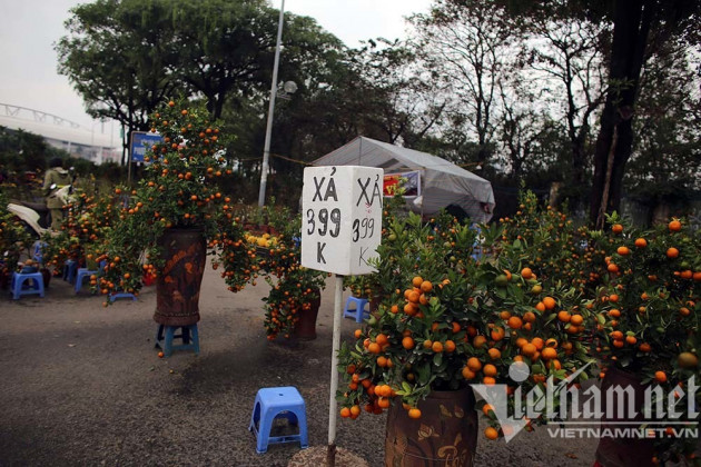 'Toang' chiều 30 Tết: Quất xả hàng đồng giá, đào giá nào cũng bán