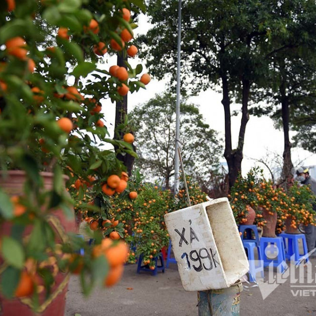 'Toang' chiều 30 Tết: Quất xả hàng đồng giá, đào giá nào cũng bán