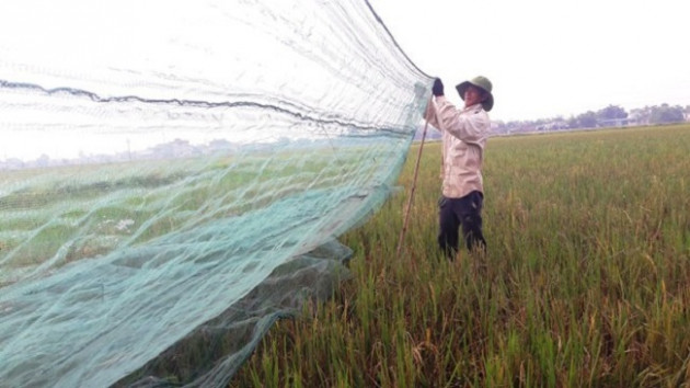 'Tôm bay' giá 250.000 đồng/kg được săn lùng, dân buôn bán cả tạ mỗi ngày