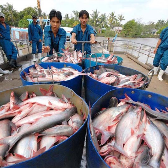 Tôm cá đi Trung Quốc gặp hạn, xuống thấp nhất trong 5 nămicon