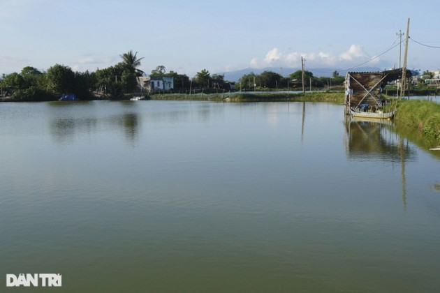 Tôm chết, nông dân trắng tay vì nằm trong vùng dịch