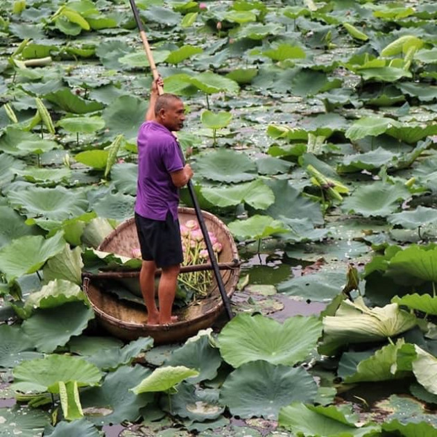 Trà ướp bông sen tươi 40 nghìn/bông đắt khách