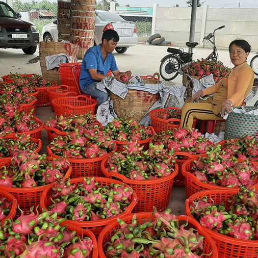 Trái thanh long rớt giá thê thảmicon