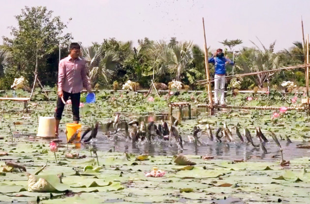 Tròn mắt với độc chiêu luyện cá lóc bay giữa hồ sen như diễn xiếc