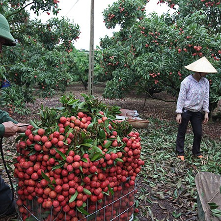 vải thiều,vải thiều lục ngạn,nông dân làm giàu