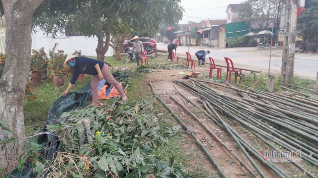 Trồng cây 'đuổi quỷ', xuân sang hạ bán thu tiền triệu ăn Tết