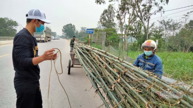 Trồng cây 'đuổi quỷ', xuân sang hạ bán thu tiền triệu ăn Tết