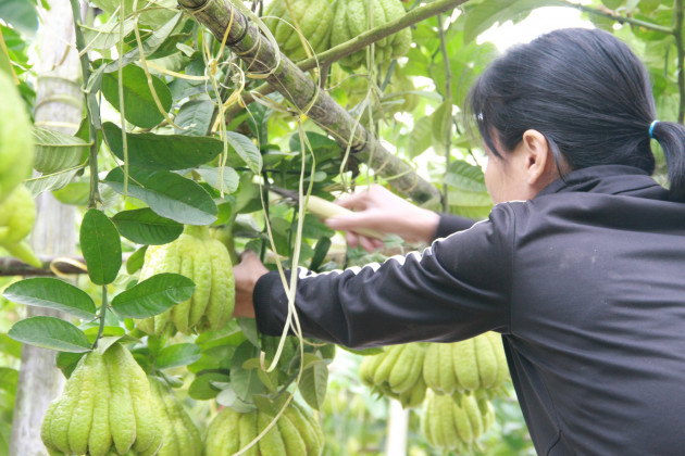 Trồng cây gì chơi Tết 2021: “Vương quốc&quot; loại quả nghìn tay tiền triệu mỗi trái, khủng nhất cả nước - Ảnh 8.