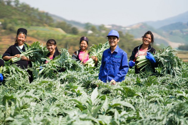 Trồng cây thuốc quý: Cả làng đổi đời, mua két cất tiền