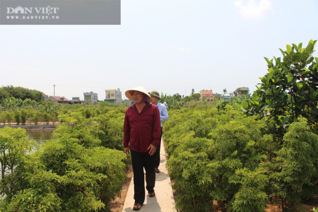 Trồng hàng vạn cây 'sâm người nghèo' mà thành đại gia của làng