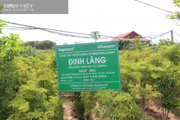 Trồng hàng vạn cây 'sâm người nghèo' mà thành đại gia của làng