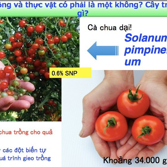 Trồng loại cà chua ăn vào giảm căng thẳng và sợ hãi