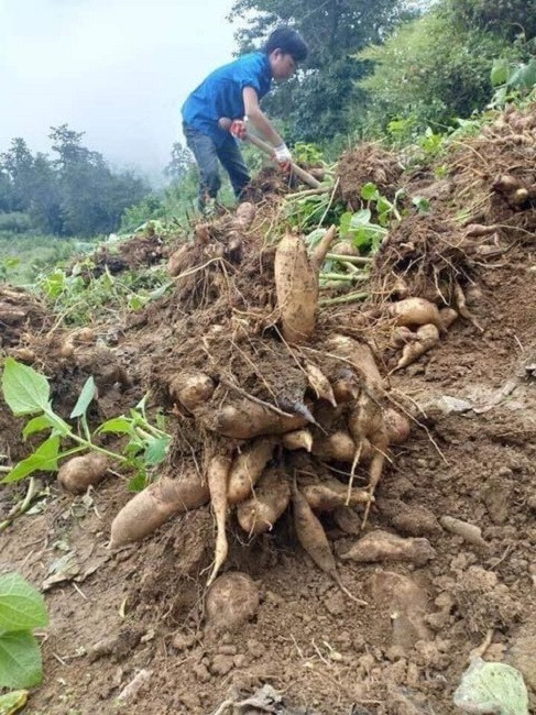 Trồng loại sâm Việt ngọt như lê, giá rẻ như khoai lang, kiếm chục triệu dễ dàng