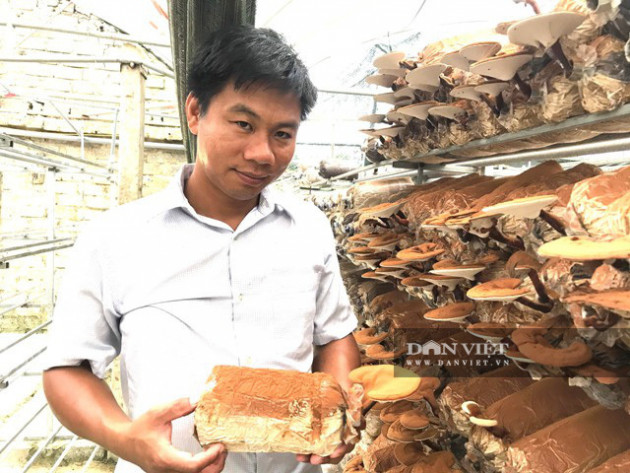 Trồng nấm công nghệ cao, anh kỹ sư điện bỏ nghề về quê thu 2 tỷ mỗi năm