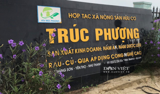 Trồng nấm công nghệ cao, anh kỹ sư điện bỏ nghề về quê thu 2 tỷ mỗi năm