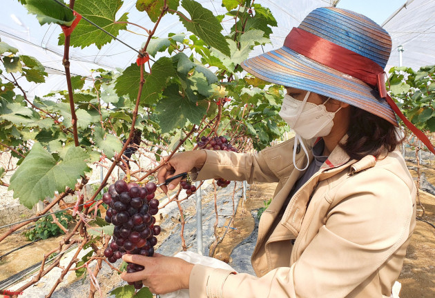 Trồng nho trên cát, vợ chồng trẻ ngỡ ngàng vì khách giành mua tại ruộng