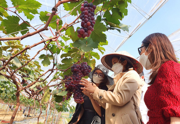 Trồng nho trên cát, vợ chồng trẻ ngỡ ngàng vì khách giành mua tại ruộng