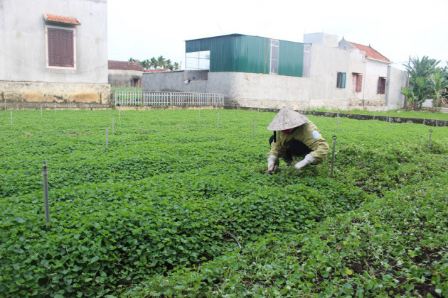 Trồng rau má, càng nắng bán càng đắt, vườn không rộng vẫn thu trăm triệu