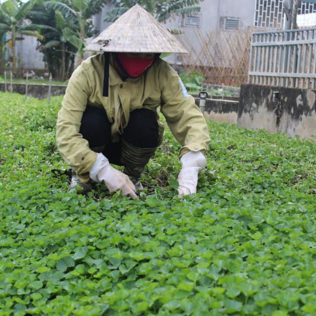 Trồng rau má, càng nắng bán càng đắt, vườn không rộng vẫn thu trăm triệuicon