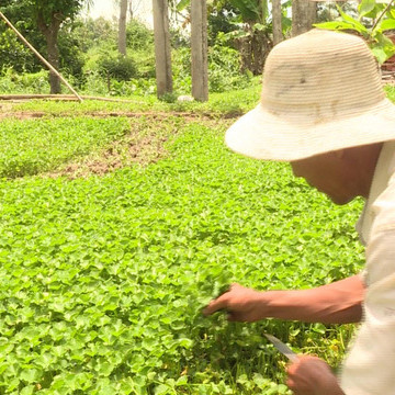 Trồng rau má quanh nhà, mỗi năm thu nhập hàng trăm triệu đồng