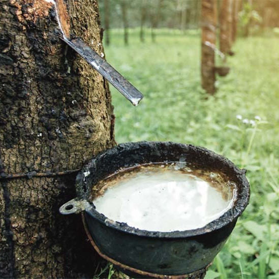 Trung Quốc gom mua, Việt Nam bán 'vàng trắng' thu bộn tiềnicon