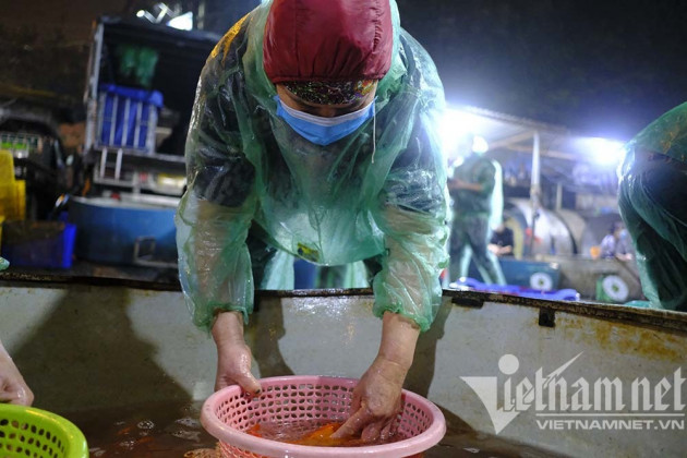 Trước ngày ông Táo lên trời, cá chép nhuộm đỏ chợ cá lớn nhất Hà Nội