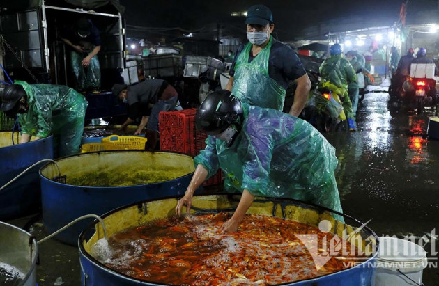 Trước ngày ông Táo lên trời, cá chép nhuộm đỏ chợ cá lớn nhất Hà Nội