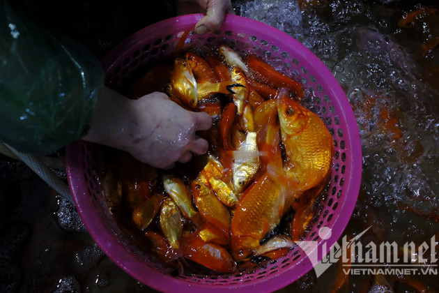 Trước ngày ông Táo lên trời, cá chép nhuộm đỏ chợ cá lớn nhất Hà Nội