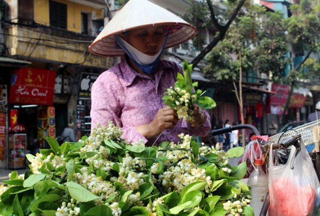 hoa bưởi,bưởi Diễn