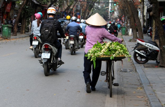 hoa bưởi,bưởi Diễn