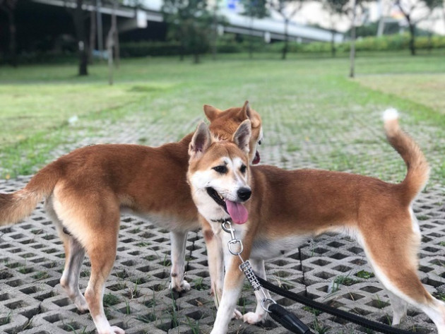 'Tứ đại Quốc khuyển' Việt Nam, muốn mua cũng phải chờ cả năm