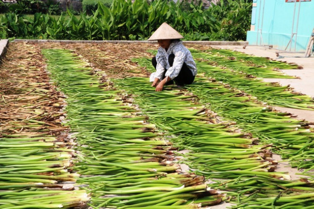 Bèo tây từ thức ăn cho gia súc “biến” thành hàng xuất ngoại đắt giá - Ảnh 3.