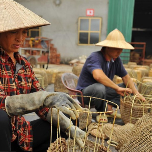 Từ loại cây hoang làm thức ăn cho gia súc 'biến' thành hàng xuất ngoại đắt giáicon