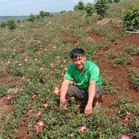 Từ phận làm thuê đến người trồng khoai lang nhiều nhất ở Đắk Nôngicon