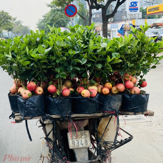 Tưởng giống táo lùn siêu trái, nhiều người mua phải táo gắn lên cây dành dànhicon