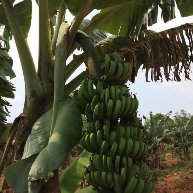 Vài nghìn đồng/kg chuối trên chợ mạng, người tiêu dùng thi nhau đặt mua