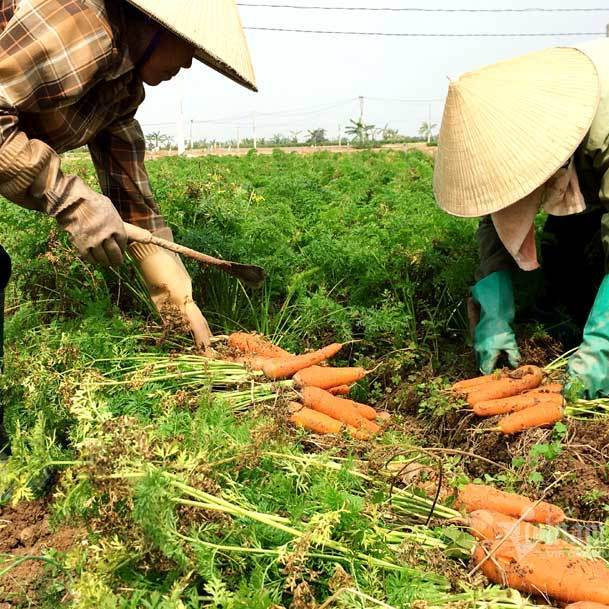 Vắng thương lái, su hào, bắp cải... bế tắc, dân thất thu mùa Tếticon